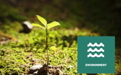 Webinarreihe I Biodiversität in Unternehmen: Ziele setzen, Vielfalt bewahren